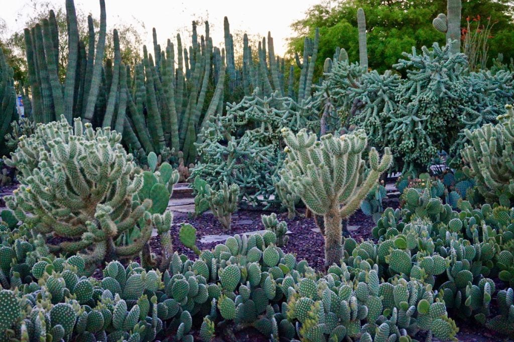 23 Pictures to Convince You to Visit the Desert Botanical Garden