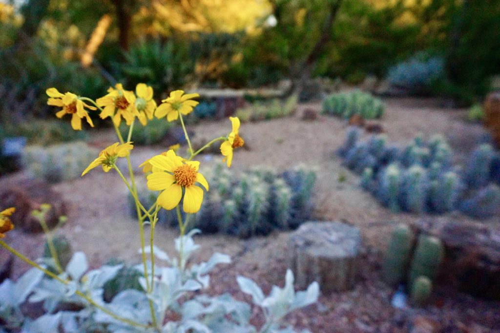 23 Pictures to Convince You to Visit the Desert Botanical Garden
