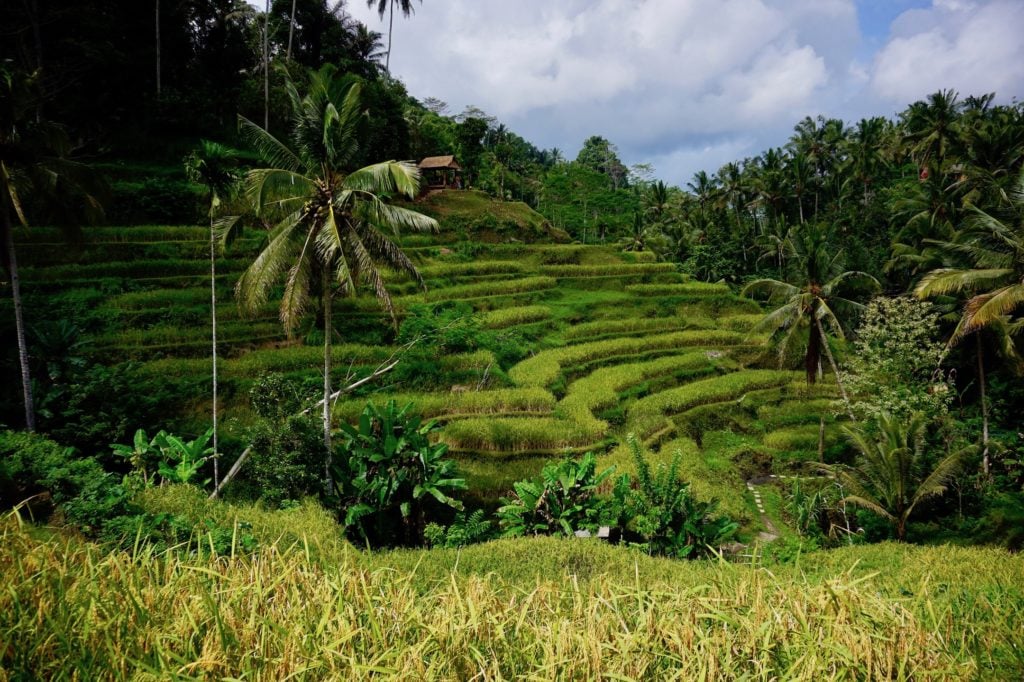 Tagalalong Rice Fields | Exploring around Ubud, Bali for a day