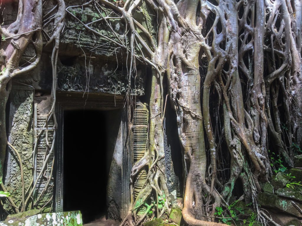 Nature taking over temples at Angkor Wat • Remarkable Tips to Make Traveling to Cambodia Easier | The Wanderful Me