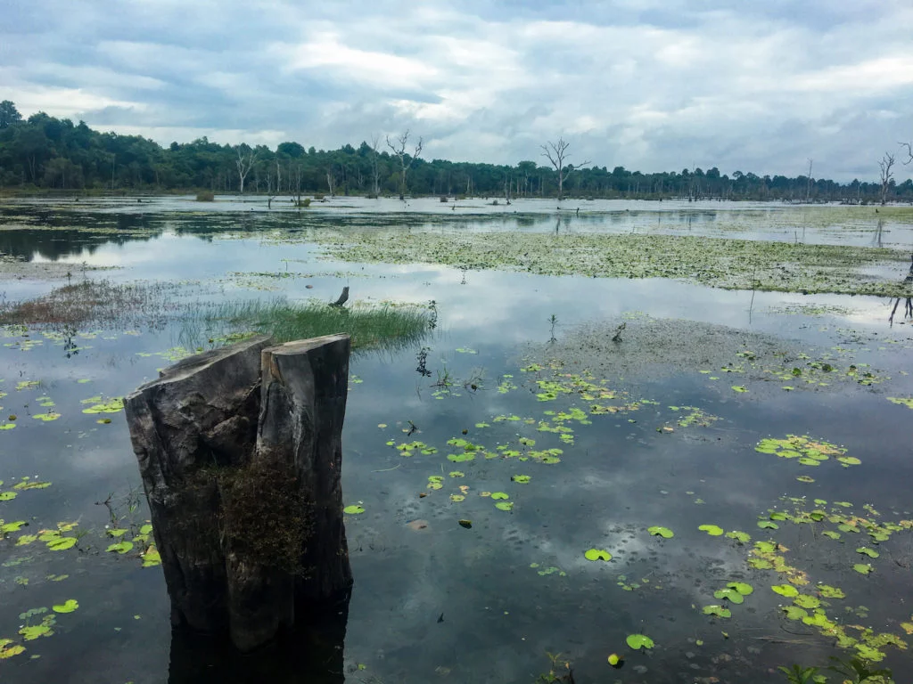 Mangrove Marshes • Remarkable Tips to Make Traveling to Cambodia Easier | The Wanderful Me