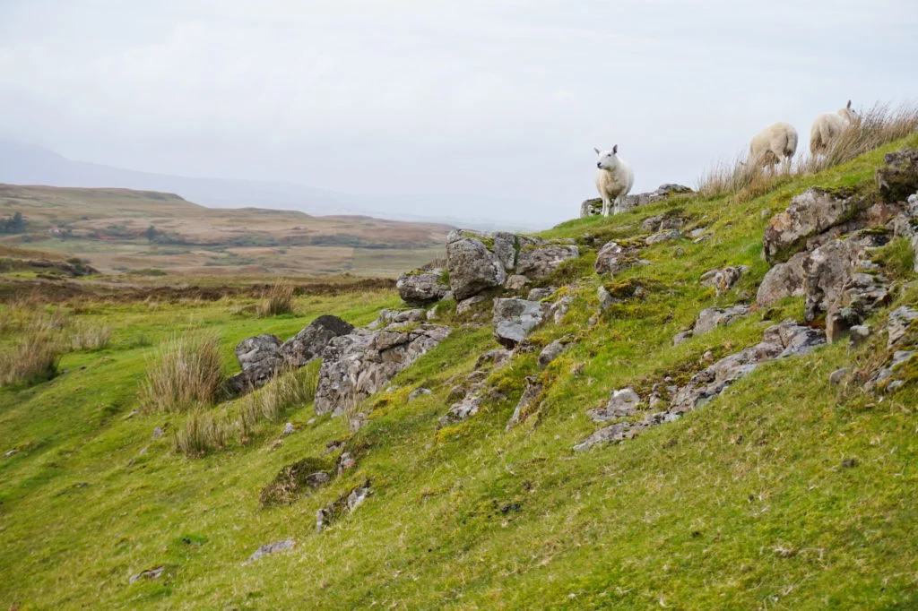 Sheeps in Scotland • Vegan Travel is an Essential Part of Sustainable Tourism