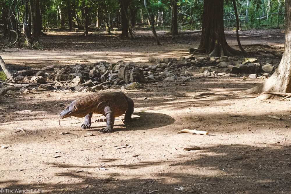 Komodo dragons are known for carrying around diseases. Hand sanitizer or a disinfectant should definitely be on your essentials list when packing for Bali!
