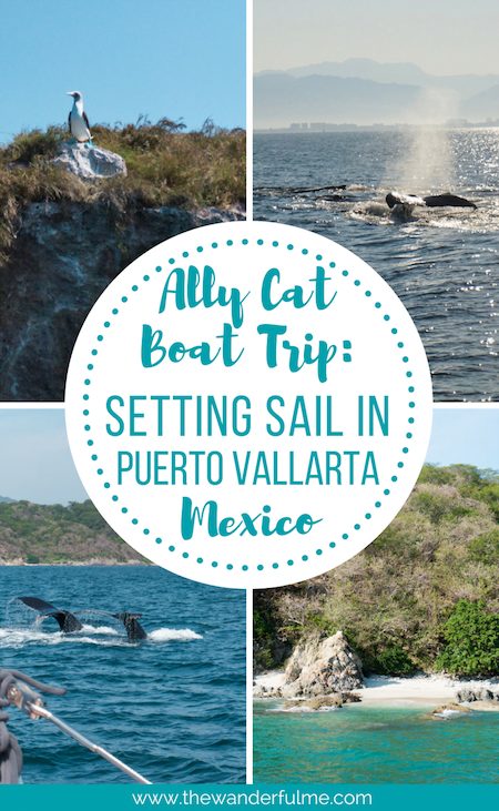 If you love breathtaking ocean views, unlimited drinks, delicious food, secret beaches, adorable Blue-footed Boobies, swimming with manta rays, and watching majestic Humpback whales, you'll definitely want to go on an Ally Cat boat trip in Puerto Vallarta, Mexico! | #mexico #puertovallarta #boattrip #allycat #sailing #travel #traveltips #adventure