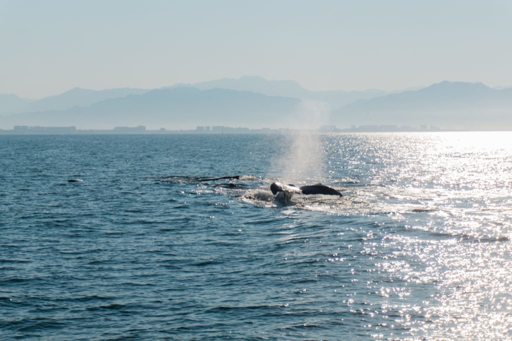 Whale tail. • Ally Cat Boat Trip: Setting Sail in Puerto Vallarta, Mexico | The Wanderful Me