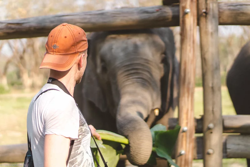 Dan feeding one of Elephant Valley Thailand's elephants.