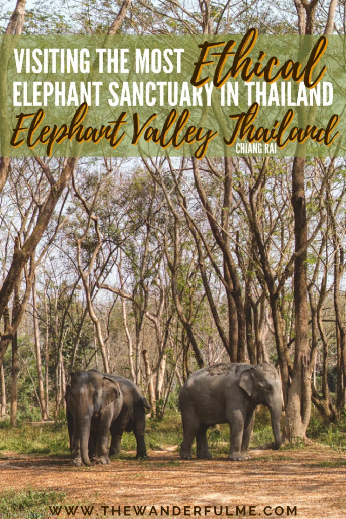 Thinking about visiting an elephant sanctuary in Thailand this year? Travel to the most ethical one in Chiang Rai, Elephant Valley Thailand! No bathing, hugging, or excessively touching necessary. Doesn't get more ethical than that! #ElephantSanctuary #Thailand #Elephant #SustainableTravel #EthicalTravel