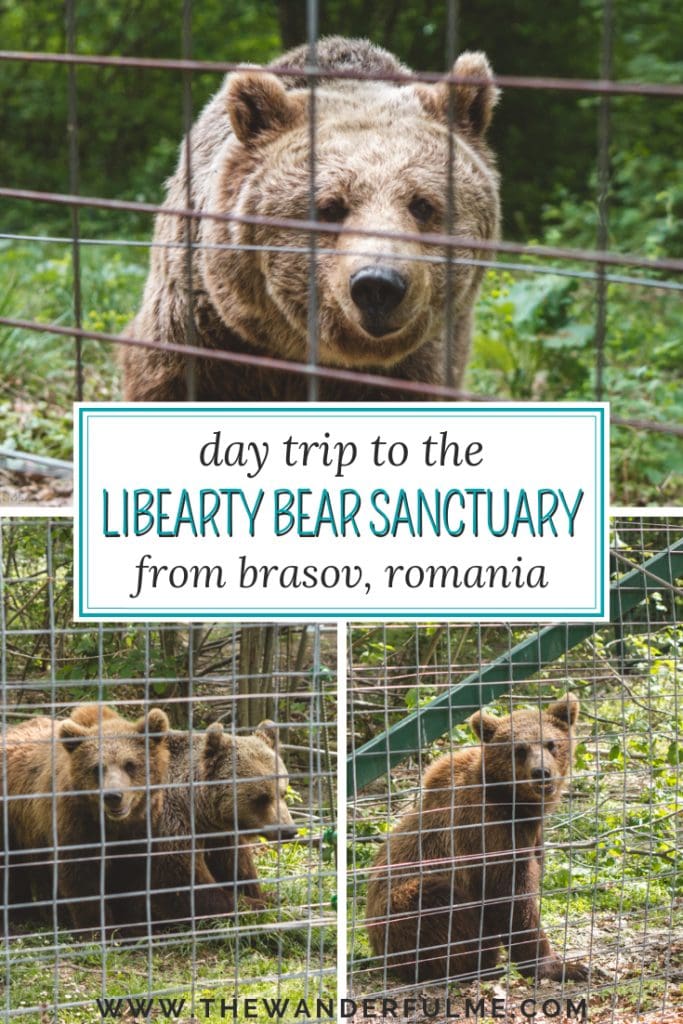 Looking to visit the Libearty Bear Sanctuary in Zarnesti, Romania? Here's how to do it on a day trip from Brasov! | #romania #libearty #sanctuary #brasov #ethicaltravel #europe