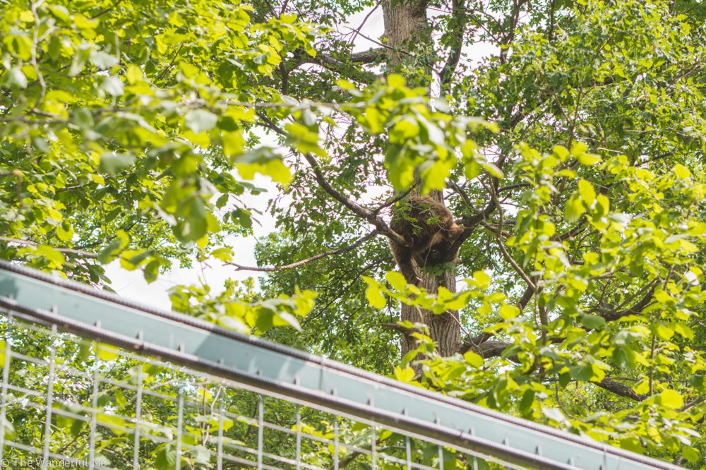 Eye spy with my little eye, a brown bear sitting in a tree at the Libearty Bear Sanctuary in Zarnesti! 