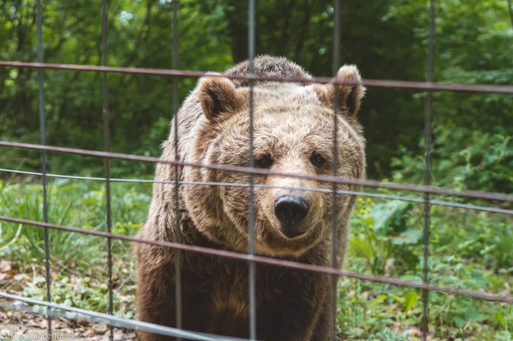 A curious bear in the Libearty Bear Sanctuary, located near Brasov in the small village of Zarnesti, Romania. 