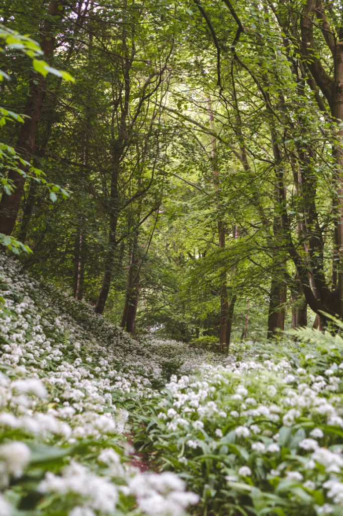 A fairytale setting in North Wales; white flowers in bloom and the glow of green in a forest. 