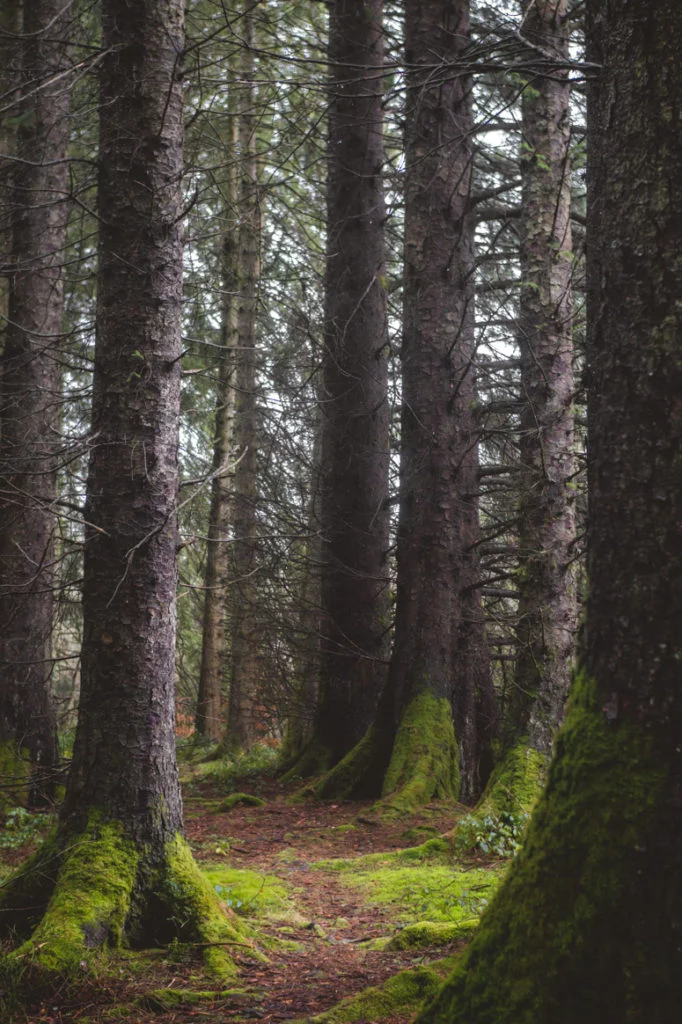 Towering trees with blankets of moss in Wales. 