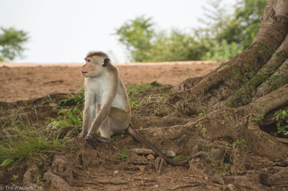 A lone monkey perches himself on a couple tree roots, waiting for generous tourists to toss him a morsel of food.