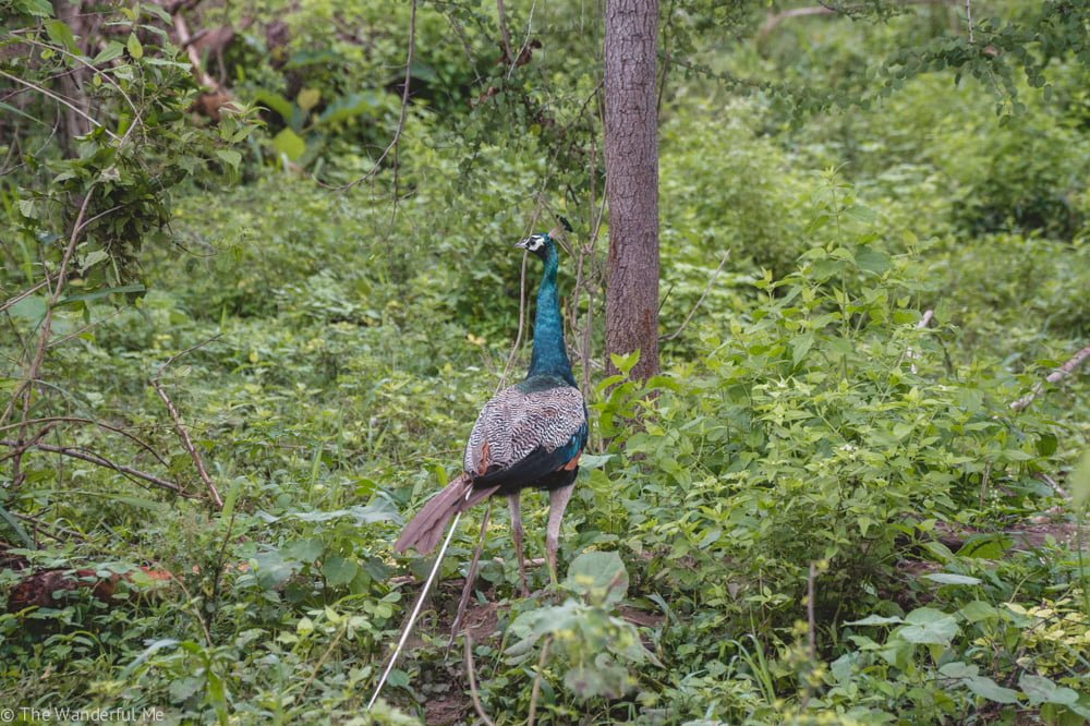 A wild peacock walking through the greenery in Udawalawe National Park.