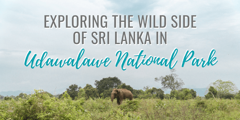 Explore the Wild Side of Sri Lanka on an Udawalawe National Park Jeep Safari | The Wanderful Me