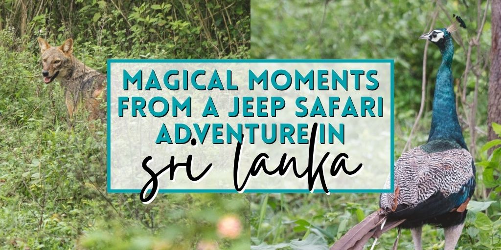 Magical moments from a jeep safari adventure in Sri Lanka, specifically Udawalawe National Park!